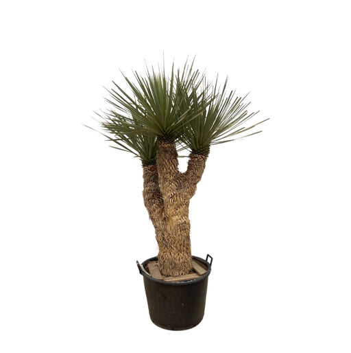 Yucca Rostrata Hidra - 200 cm - ø60 - Stera