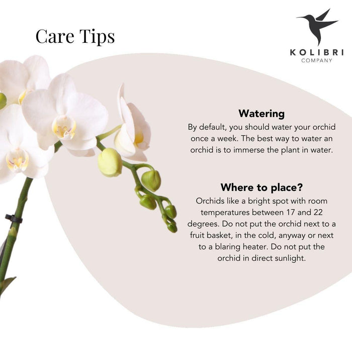 Kolibri Orchids | Witte phalaenopsis orchidee - Lausanne + Bubble pot black- potmaat Ø9cm | bloeiende kamerplant - vers van de kweker - Stera