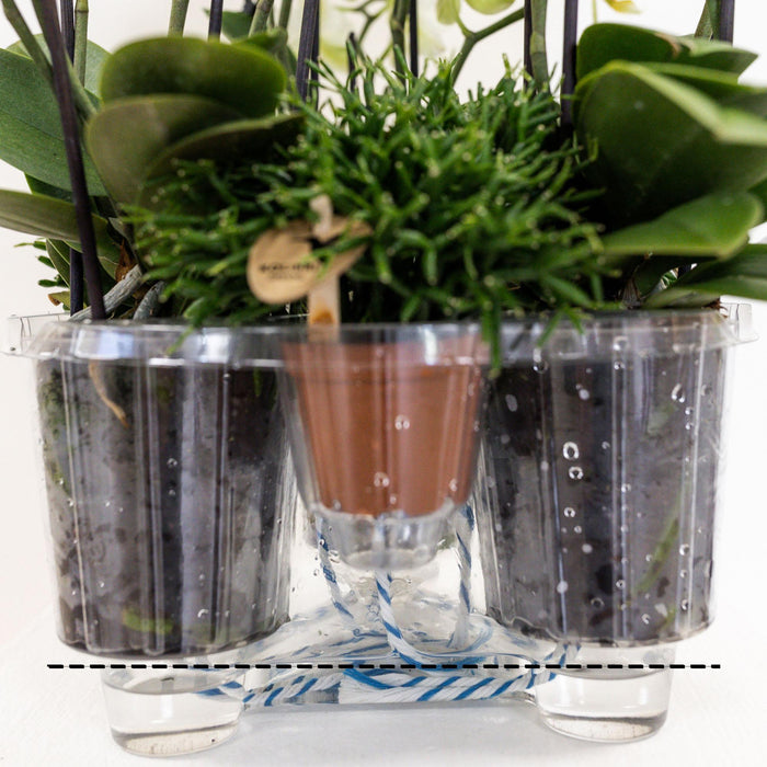 Kolibri Orchids | witte orchideeënset in Reed Basket incl. waterreservoir | drie gebogen witte orchideeën Niagara Fall 12cm | Mono Bouquet wit met zelfvoorzienend waterreservoir - Stera