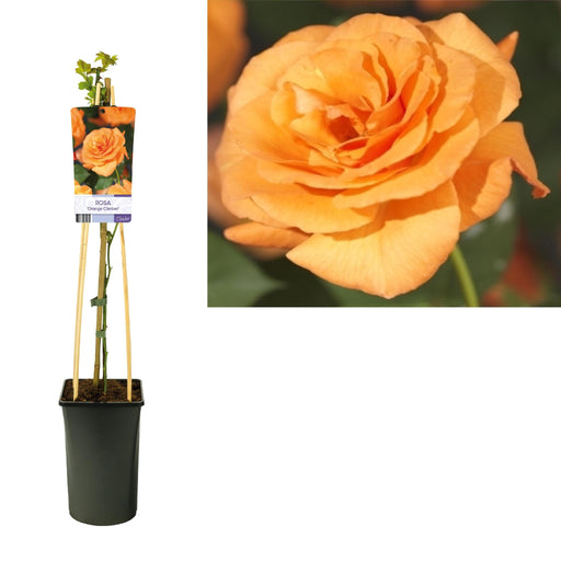 Rosa 'Orange Climber'- Ø17cm - ↕75cm - Stera
