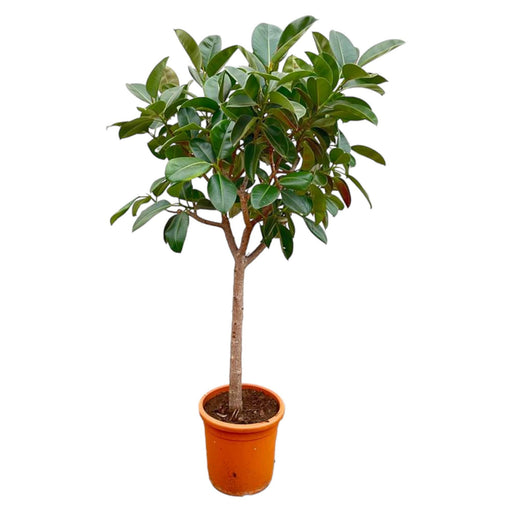 Ficus Elastica  Robusta op stam - 210cm - ø40 - Stera