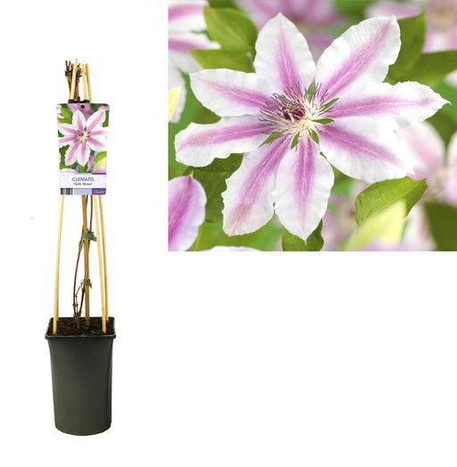 Clematis 'Nelly Moser'- Ø17cm - ↕75cm - Stera