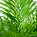 Areca palm - Ø24cm - ↕130cm - Stera
