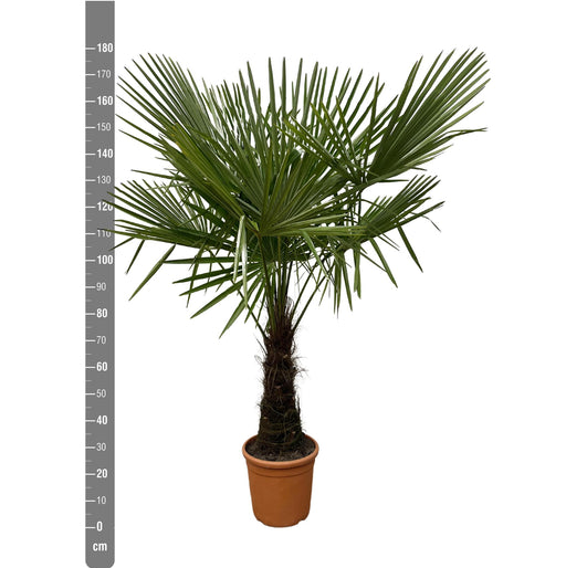 Trachycarpus - 180cm- Ø30 - Stera