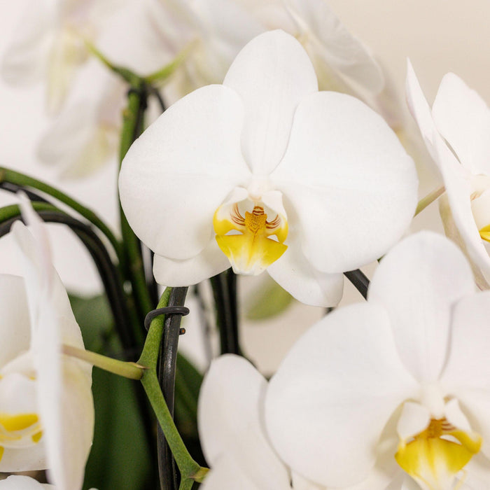 Kolibri Orchids | witte orchideeënset in Cotton Basket incl. waterreservoir | drie gebogen witte orchideeën Niagara Fall 12cm | Mono Bouquet wit met zelfvoorzienend - Stera