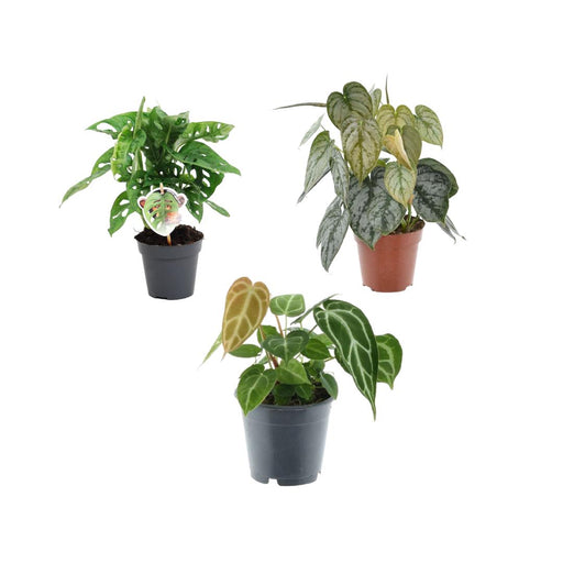 Groen mix 3 planten - Monstera obliqua 'Monkey Leaf' - 25 cm - ø12 - Philodendron Brandtianum - 35 cm - ø12 - Anthurium Chrystallium - 35 cm - ø12 - Stera