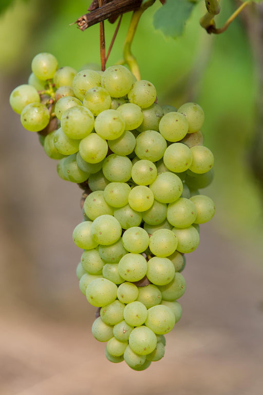 Vitis vinifera 'Johanniter' - Witte Druif - Stera