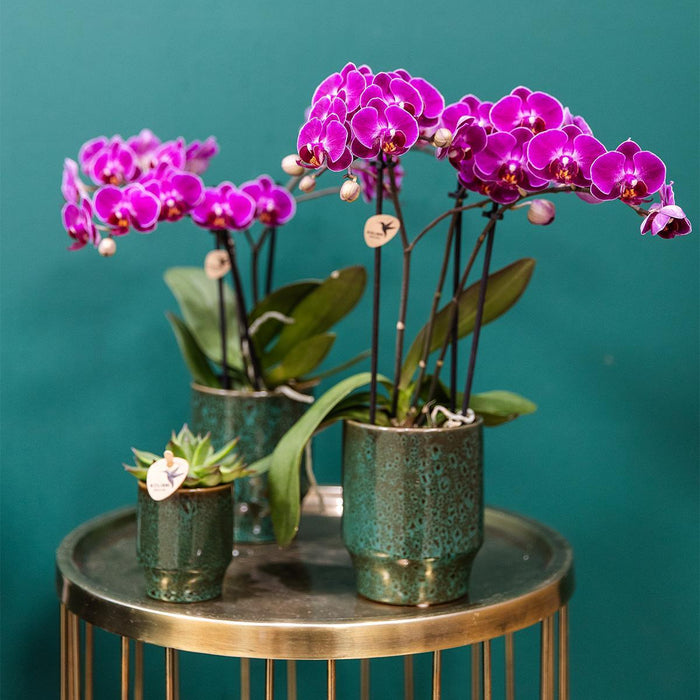 Kolibri Orchids | Paarse phalaenopsis orchidee - Morelia Classy green- potmaat Ø9cm | bloeiende kamerplant - vers van de kweker - Stera