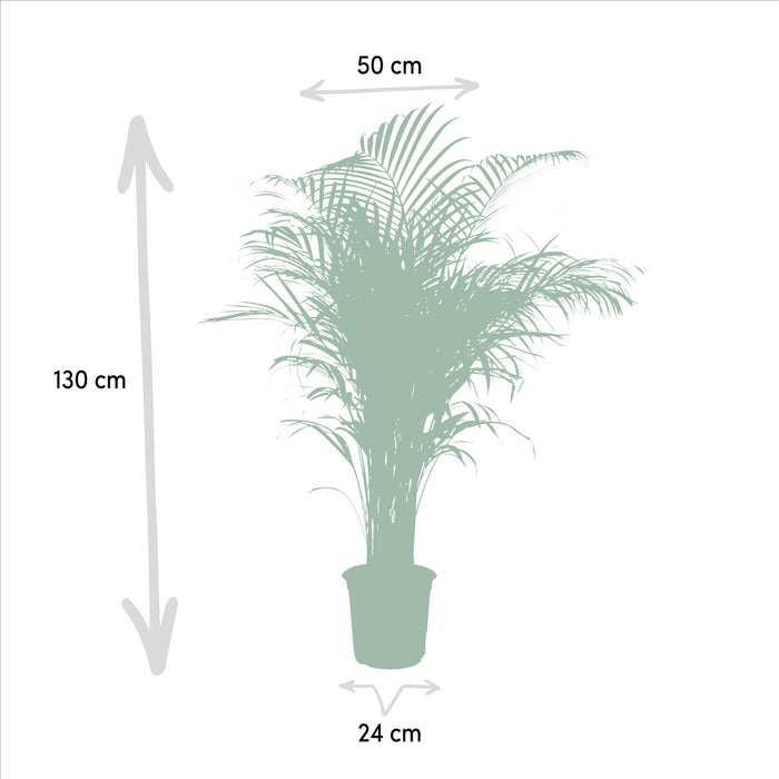 Areca palm - Ø24cm - ↕130cm - Stera