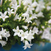 Campanula Addenda - Klokjesbloem wit potmaat 12cm - 1m2 bodembedekker - 6 stuks - Ambella white - tuinplanten - winterhard - Stera