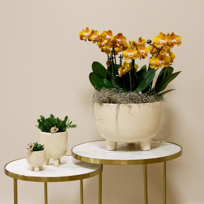 Kolibri Orchids | oranje plantenset in Gummy dish incl. waterreservoir | drie oranje orchideeën | Mono Bouquet oranje met zelfvoorzienend waterreservoir - Stera