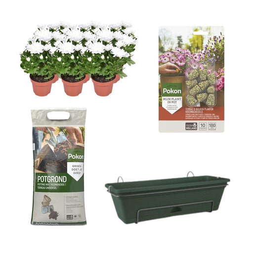Balkonbak Groen DIY-set - Chrysanthemum Brave - Stera