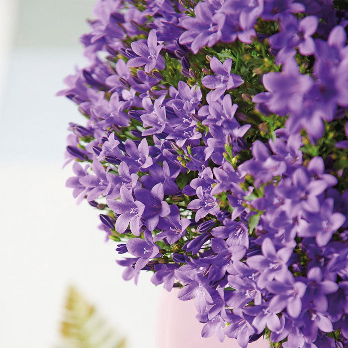 Campanula Addenda - Klokjesbloem paars potmaat 12cm - 2m2 bodembedekker - 12 stuks - Ambella purple - tuinplanten - winterhard - Stera
