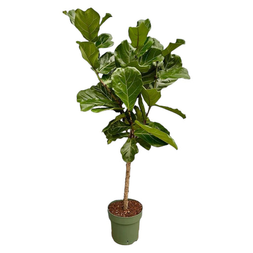 Ficus Lyrata stam - 160 cm - Ø27 - Stera