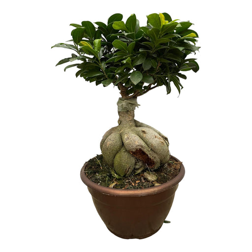 Ficus Microcarpa Ginseng - 50 cm - Ø25cm - Stera
