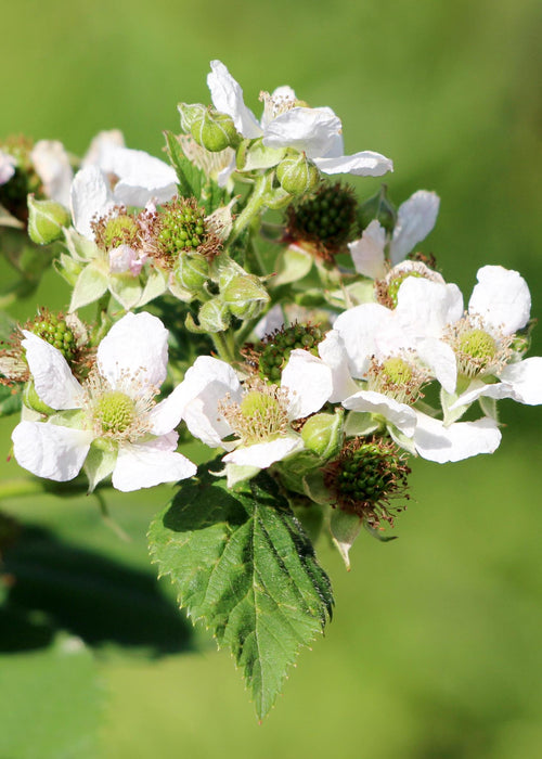 Rubus idaeus 'Malling Promise' - Framboos - Stera