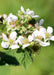 Rubus idaeus 'Malling Promise' - Framboos - Stera