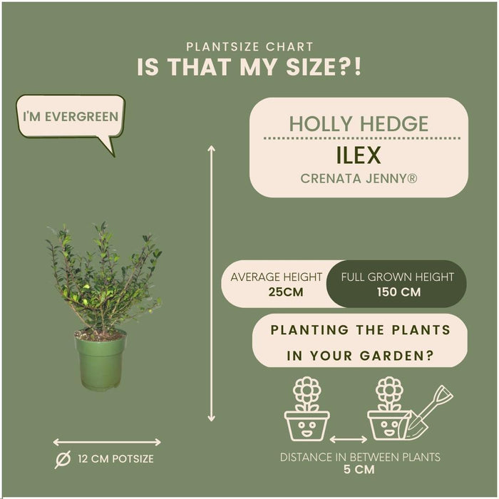 Plants by Frank - 1 meter  Hulst haag - Ilex crenata 'Jenny'® - Set van 6 winterharde haagplanten - Groenblijvende haag - Vers van de kwekerij geleverd - Stera