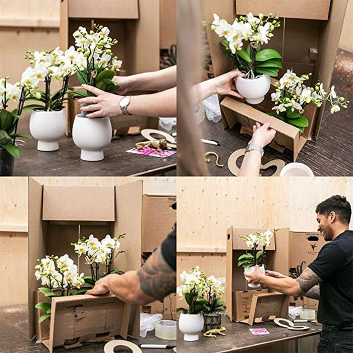 Kolibri Orchids | witte orchideeënset in Reed Basket incl. waterreservoir | drie gebogen witte orchideeën Niagara Fall 12cm | Mono Bouquet wit met zelfvoorzienend waterreservoir - Stera