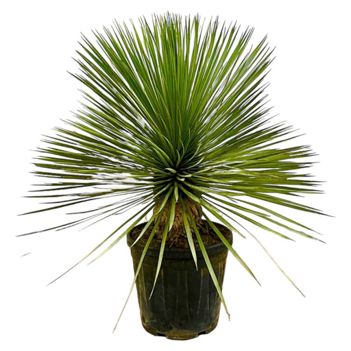 Yucca Rostrata op stam - 80 cm - Ø27 - Stera