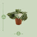 Begonia Silver Jewell - Ø15 ↕30 - Stera