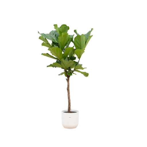 Ficus Lyrata stam inclusief elho Vibes Fold Round wit - 160 cm - Ø30 - Stera