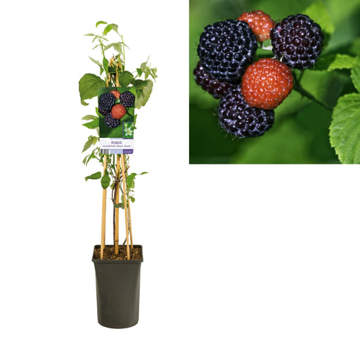 Rubus Occidentalis 'Black Jewel'- Ø17cm - ↕75cm - Stera