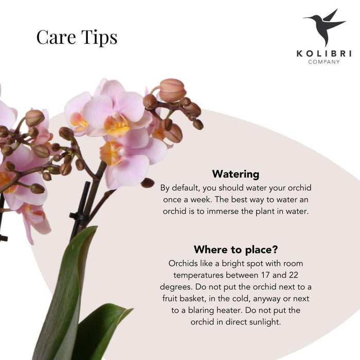 Kolibri Orchids | Roze phalaenopsis orchidee - Andorra + Pastel pot pink - potmaat Ø9cm | bloeiende kamerplant - vers van de kweker - Stera