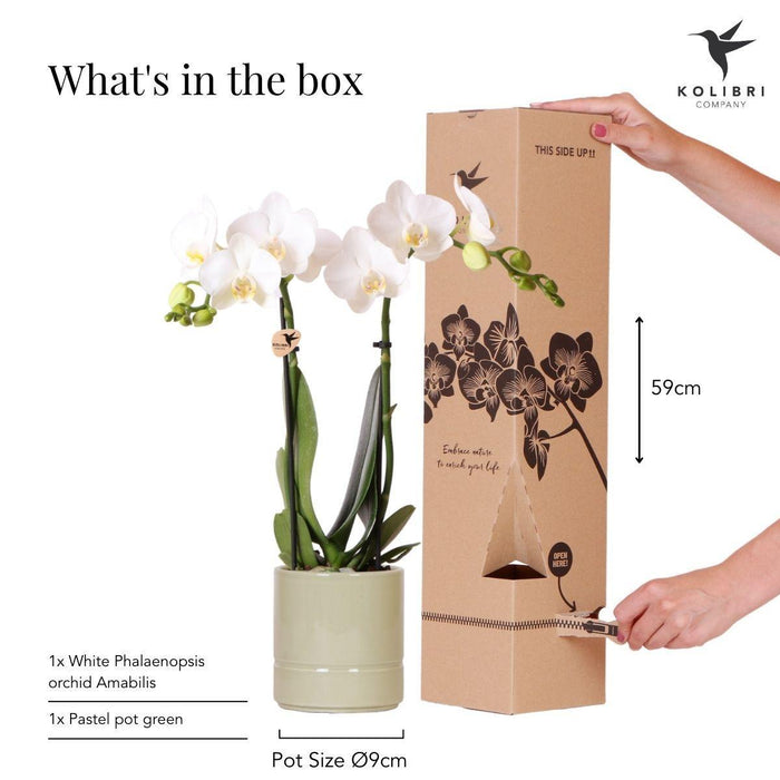 Kolibri Orchids | witte Phalaenopsis orchidee - Amabilis + Pastel pot green- potmaat Ø9cm | bloeiende kamerplant - vers van de kweker - Stera