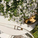 Campanula Addenda - Klokjesbloem wit potmaat 12cm - 2m2 bodembedekker - 12 stuks - Ambella white - tuinplanten - winterhard - Stera