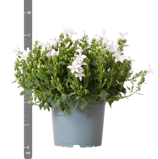 Campanula Addenda - Klokjesbloem purple potmaat 12cm - vaste plant - winterhard - White - Stera