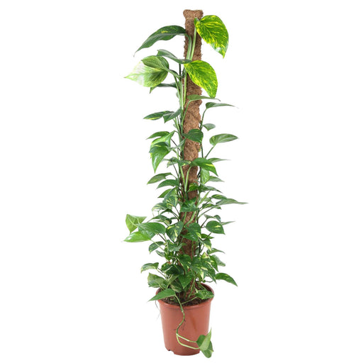 Epipremnum Pinnatum Mosstok - 150 cm - ø27 - Stera