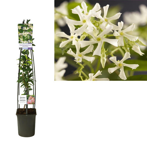 Trachelospermum Jasminoides - Ø23cm - ↕115cm - Stera