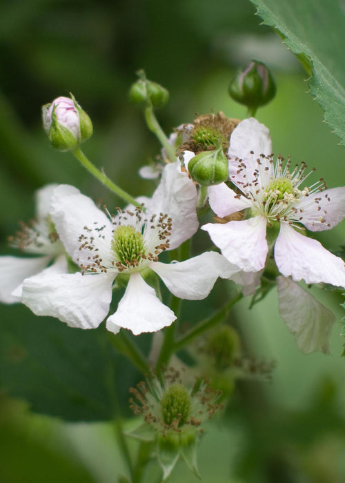 Rubus fruticosus 'Thornless Evergreen' - Doornloze Braam - Stera