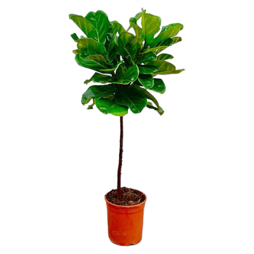 Ficus Lyrata stam - 150 cm - ø24 - Stera