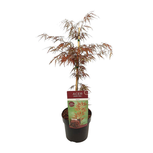 Acer palm. 'Garnet' - ↨40cm - Ø19cm - Stera