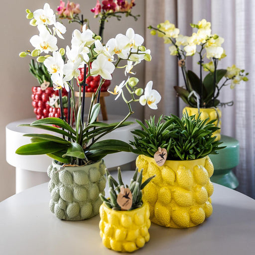 Kolibri Orchids | gele Phalaenopsis orchidee – Mexico + Citrus sierpot green – potmaat Ø9cm – 40cm hoog | bloeiende kamerplant in bloempot - vers van de kweker - Stera