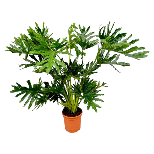 Philodendron Selloum - 150 cm - Ø30 - Stera