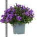 Campanula Addenda - Klokjesbloem paars potmaat 12cm - 1m2 bodembedekker - 6 stuks - Ambella purple - tuinplanten - winterhard - Stera