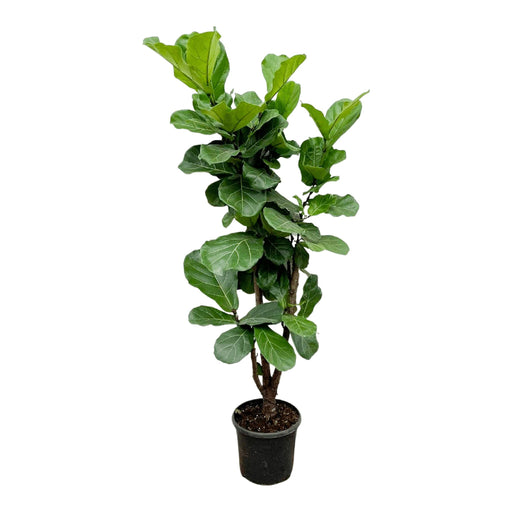 Ficus Lyrata vertakt - 180cm - ⌀30 - Stera