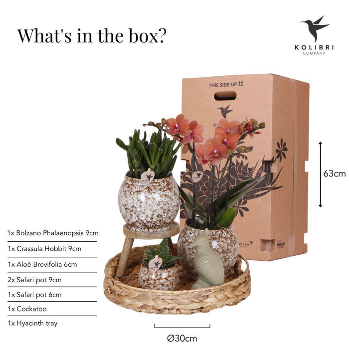 Kolibri Company | Gift set Untamed Nature | Plantenset met rode Phalaenopsis Orchidee en Succulenten incl. keramieken sierpotten - Stera