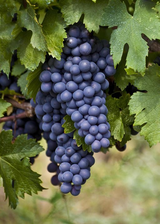 Vitis vinifera 'Boskoop Glory' - Blauwe druif - Stera