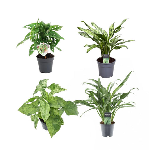 Groen mix 4 planten - Monstera obliqua 'Monkey Leaf' - 25 cm - ø12 - Aglaonema Juliette - 40 cm - ø12 - Syngonium Mottled - 25 cm - ø12 - Aglaonema Cutlass - 40 cm - ø12 - Stera