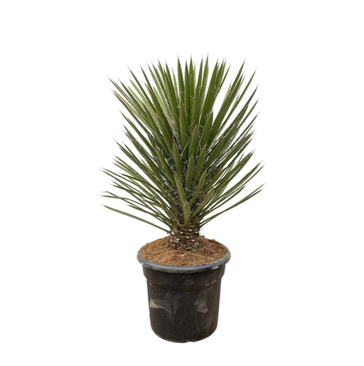 Yucca Filifera Australis - 100cm - ø30 - Stera