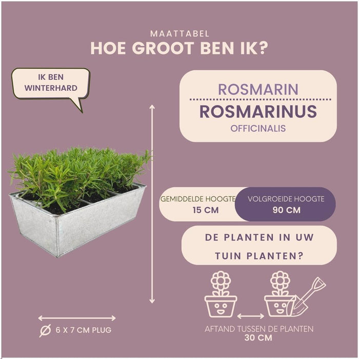 6 Rozemarijnplanten in deco bakje  | 6 x Ø7 cm | ↕15 cm | Rosmarinus offincalis - Old Look - Stera