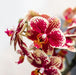 Kolibri Orchids | Geel rode phalaenopsis orchidee - Spain + Bee pot - potmaat Ø9cm | bloeiende kamerplant - vers van de kweker - Stera