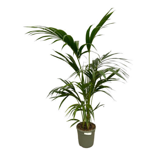 Kentia Palm - 130 cm - Ø21cm - Stera