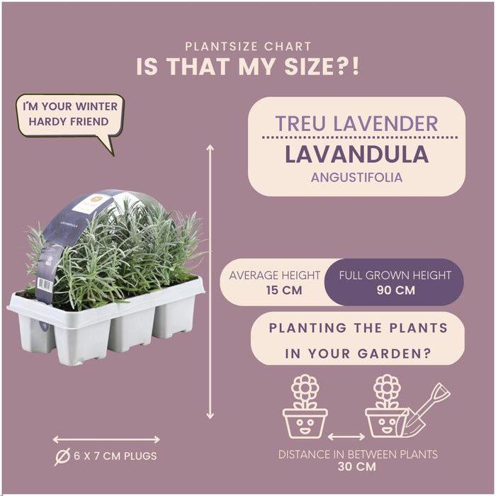 6 pack Lavendel angustifolia - 6 x Ø7 cm - ↕15 cm - Stera