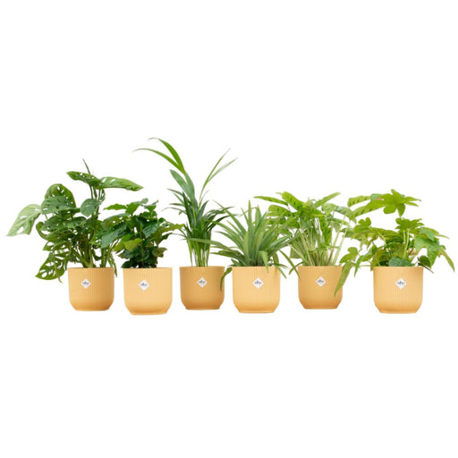 Verrassingsbox - 6 planten inclusief elho Vibes Fold Round Ø14 botergeel - Stera