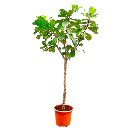 Ficus Lyrata boom XXXL - 300cm - ø55 - Stera